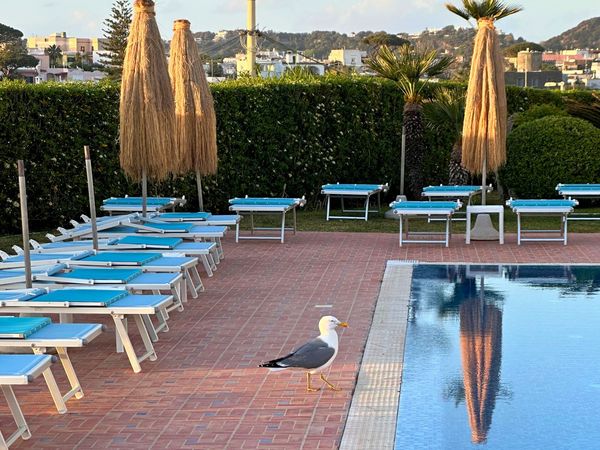 Hotel Albatros — Forio d'Ischia, Ischia